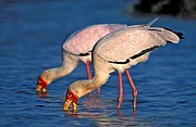 Cigüeña picoamarilla, Naturaleza, Sudafrica