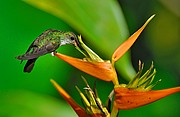 Colibrí, Naturaleza, Belice