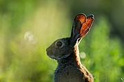 Conejo, Naturaleza, España