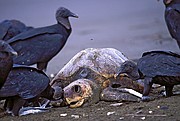 Costa Rica, Naturaleza, Costa Rica