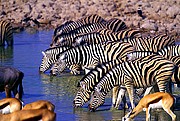 Etosha National Park, Naturaleza, Namibia