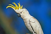 Cotorra, Naturaleza, Australia