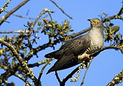 Cuco, Naturaleza, España