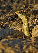 Culebra bastarda, Naturaleza, España