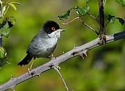 Curruca cabecinegra, Naturaleza, España