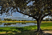 Dehesa, Naturaleza, España