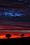 Encinas, Naturaleza, España