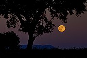 Camara NIKON D200
Dehesa y luna llena
Jorge Sierra
NATURALEZA
Foto: 15470