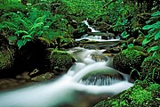 Dehesa, Naturaleza, España