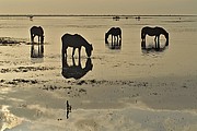 DONANA
DOÑANA, PARQUE NACIONAL
Jorge Sierra
NATURALEZA
Huelva
Foto: 15473