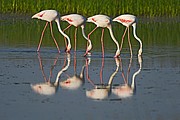 DONANA
DOÑANA, PARQUE NACIONAL
Jorge Sierra
NATURALEZA
Huelva
Foto: 15474