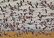 Parque Nacional de Doñana, Naturaleza, España