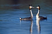 DONANA
DOÑANA, PARQUE NACIONAL
Jorge Sierra
NATURALEZA
Huelva
Foto: 15476