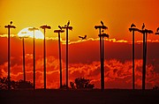 Encinas, Naturaleza, España