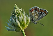 Mariposa, Naturaleza, España