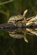 Galápago leproso, Naturaleza, Sudafrica