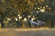 Grullas, Naturaleza, España