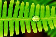 Refugio de Fauna, Naturaleza, Belice