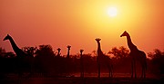 Jirafas, Naturaleza, Namibia