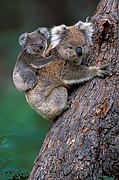 Koala, Naturaleza, Australia