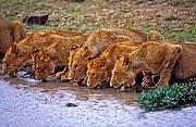 Leones, Naturaleza, Sudafrica