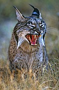 Lince Iberico, Naturaleza, España