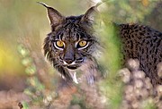 Lince Iberico, Naturaleza, España