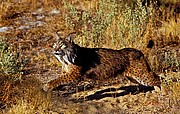 Camara NIKON D200
LINCE IBÉRICO (LYNX PARDINA) - IBERIAN LYNX
Jorge Sierra
NATURALEZA
Foto: 15510