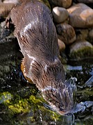 Nutria, Naturaleza, España