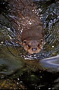 Nutria, Naturaleza, España