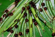 Orugas, Naturaleza, Belice