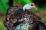 Pavo de selva, Naturaleza, Belice