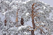 Sierra de Guadarrama, Naturaleza, España