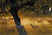 Ovejas, Naturaleza, España