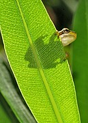 Ranita meridional, Naturaleza, España