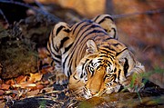 Camara NIKON D200
Tigre (Panthera tigris)
Jorge Sierra
NATURALEZA
Foto: 15542