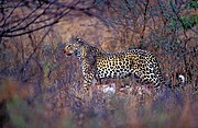 Camara NIKON D200
Leopardo (Panthera pardus)
Jorge Sierra
NATURALEZA
Foto: 15544