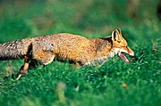 Camara NIKON D200
Zorro - Fox (Vulpes vulpes)
Jorge Sierra
NATURALEZA
Foto: 15546