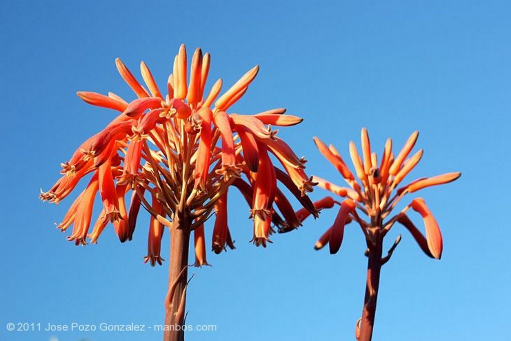 Barcelona
Flor  de Cactus
Barcelona