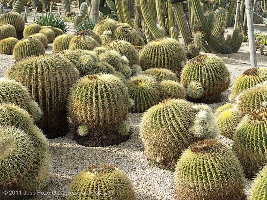 Barcelona
Cactus Arbol
Barcelona