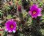 Guatiza
Flores de Cactus
Lanzarote