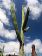Guatiza
Jardin de Cactus
Lanzarote