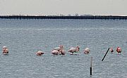 Camara Panasonic Lumix DMC-FZ50
Flamingos
Jose Pozo Gonzalez
MEZE
Foto: 18012