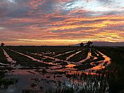 Camara Panasonic Lumix DMC-FZ50
Atardecer en los Arrozales
Jose Pozo Gonzalez
AMPOSTA
Foto: 15141