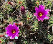 Jardin de Cactus, Guatiza, España