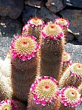 Jardin de de Cactus, Jardin de de Cactus, España