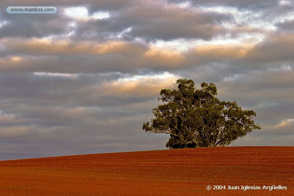 Wirrabara
Eucaliptos
Australia Meridional