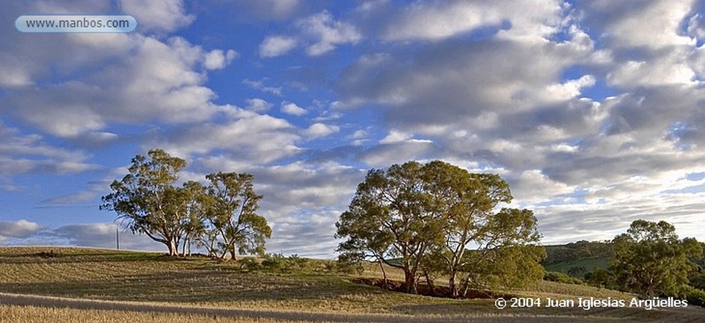 Wirrabara
Eucaliptos
Australia Meridional