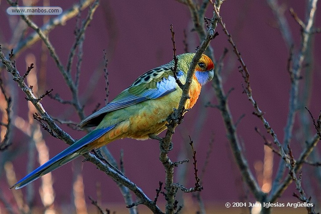 Melrose
Juvenil de rosella carmesi
Australia Meridional