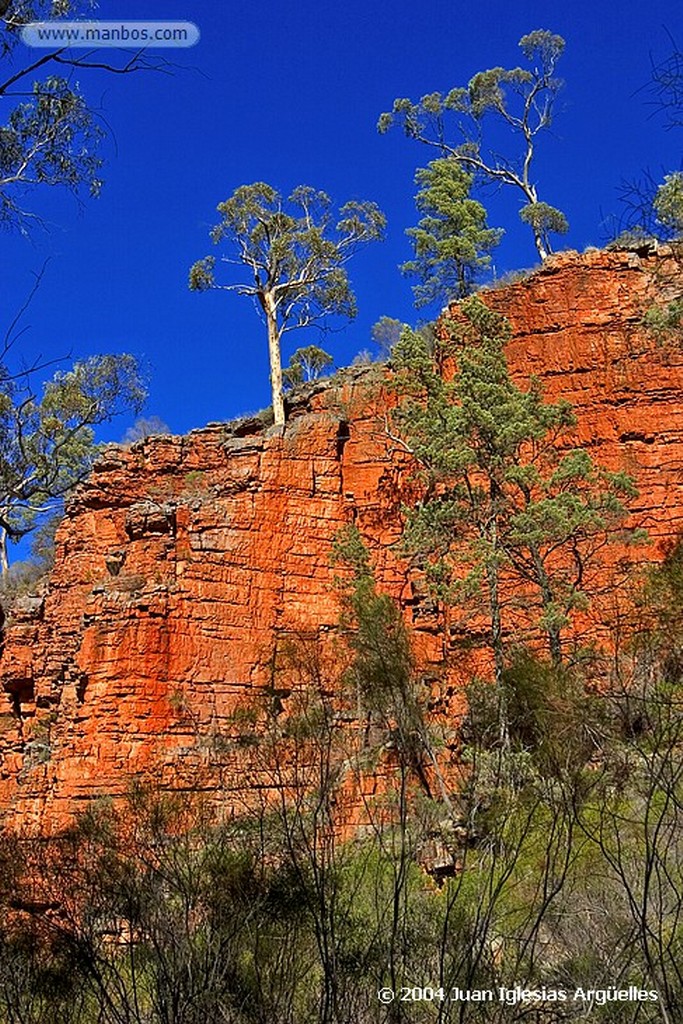 Melrose
Juvenil de rosella carmesi
Australia Meridional